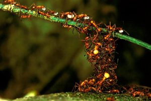 Ant Swarm 2